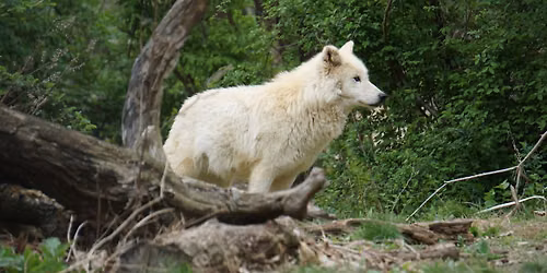 NEW! Twilight with the Wolves Fundraiser