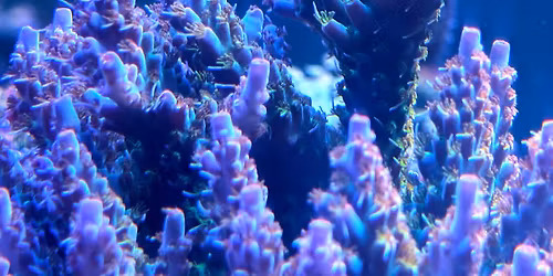 Club meeting - DBTC Frag swap 