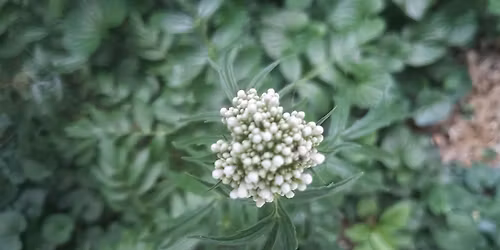 Beginner Foraging Walk