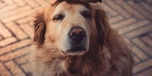 Fachseminar\/Workshop"Geriatrie in der Hundephysiotherapie"