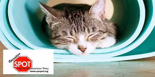 SOLD OUT! Cats on Mats: Yoga & Kitten Cuddles for a Cause