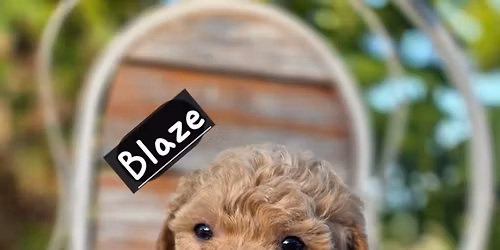 Meet your best friend! Puppy meet and greet!