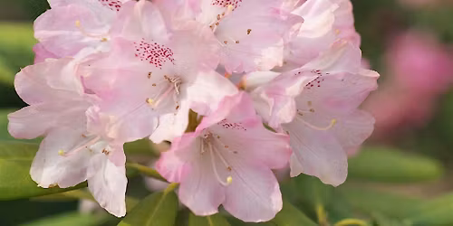 Forest Bathing Retreat: Summer Solstice