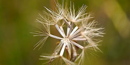 The Role of Seed Banking in Native Plant Conservation