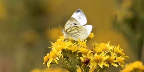 Plymouth City Nature Challenge - Coastal Wildlife Walk