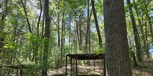 Shade Swamp Sanctuary Hike with CT DEEP Habitat Biologist Peter Picone and Gerri Griswold