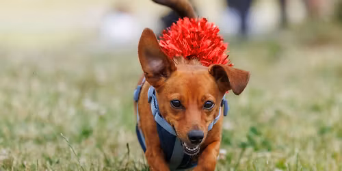 Christmas at the Dog Park