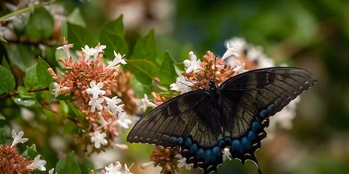 75th Anniversary of Entomology at UGA