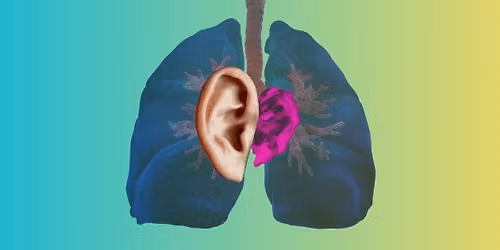 Ear Transplant: LAUNCH