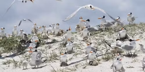 Coffee with Birds: Shorebird Series