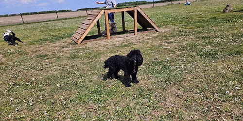 Poodles & Doodles Social Session 