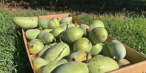 2026 SC Pawpaw Festival