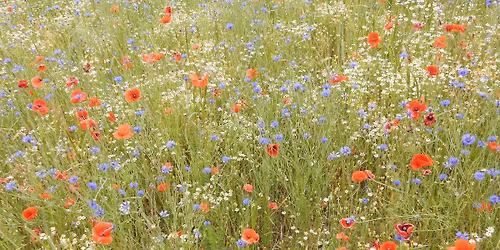 Guest Artist Recital, Anna Parkita and Maciej Parkita