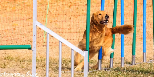 Agility Fr\u00fchjahrsturnier