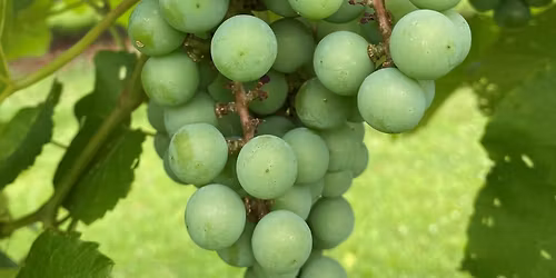 Muscadines