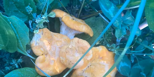 7\/5\/26 Edible and medicinal plant identification walk-Brown\u2019s Woods