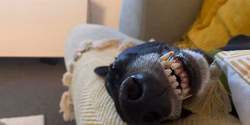 Northern Greyhound Gathering 