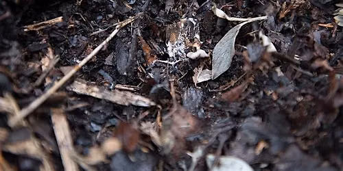 FREE Workshop: Sheet Mulching