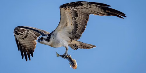 Audubon of SWFL Hawk Watch at the Sanibel Lighthouse