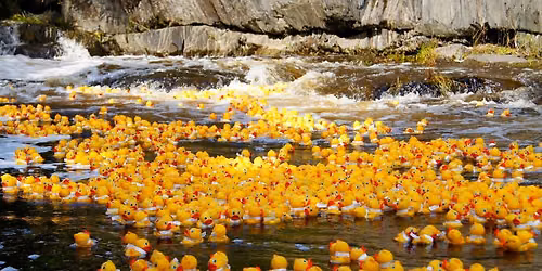 Quidi Vidi Brewery presents The 38th Annual Rennie's River Duck Race