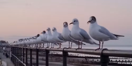 Advent Activities for Everyone