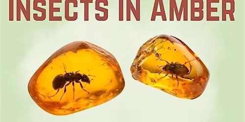 Insects in Amber Craft