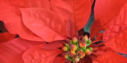 Poinsettia Pop-Up at Gainan's Heights