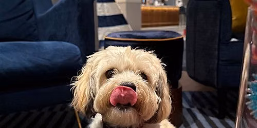 Yappy Hour at Le Meridien St. Louis Clayton