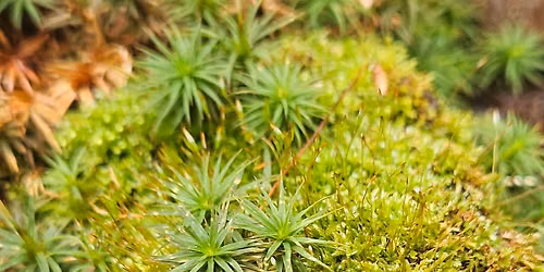Guided Walk: Exploration of local bryophytes with Dr. DB Poli at Woodland Dunes