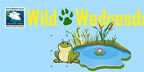 Wild Wednesday \u2013 Birds