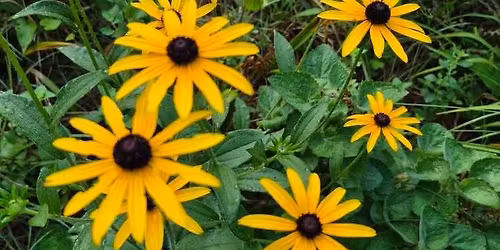 Dianne 's Plant Sale