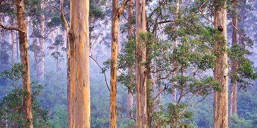 Systemic Family Constellation Workshop Margaret River