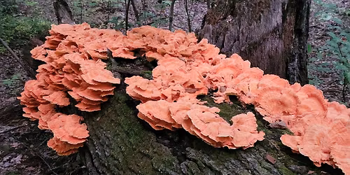 The Edible Landscape: An Introduction to Foraging