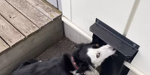 Fullbokat! Tema nosework felmarkering?