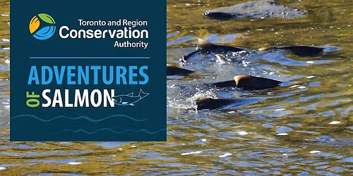 Salmon Adventure at Charles Sauriol Conservation Area