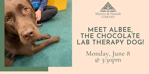 Meet Albee, the Chocolate Lab therapy dog!