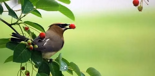 Chapter Program - Love Your Birds, Turn Out the Lights! with Elizabeth Filippelli
