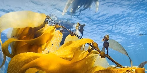 May Half Term screening of Ocean with David Attenborough: Rye Harbour