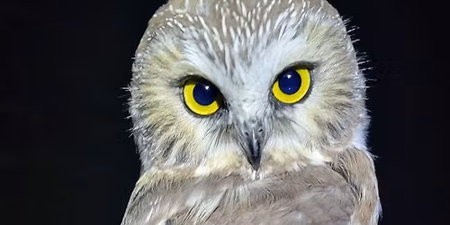 Mackinac Straits Raptor Watch with Scott Davis