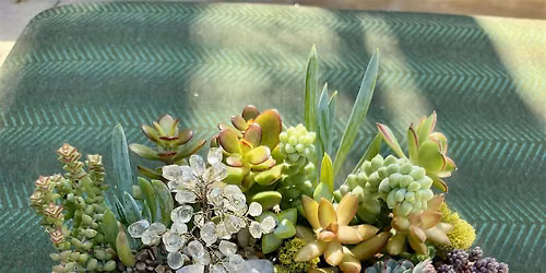 Kids :Themed Succulent Gardens