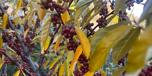 Voedselbos oogstverwerking - Bessen en kruiden