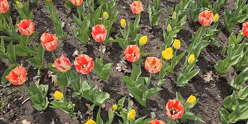 Sketch with me- tulips