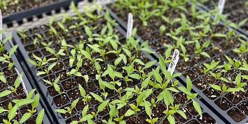 Seed Starting 101 - Salsa Edition!