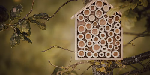 Make a Bee Hotel: Supporting Native Solitary Bees