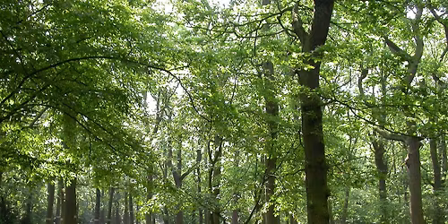 Hanningfield Phenology and Nature Journaling for Adults