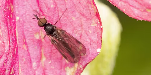 Pacific Spirit Bug Walk