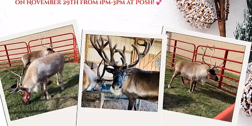 Santa\u2019s Reindeer at Posh!!!