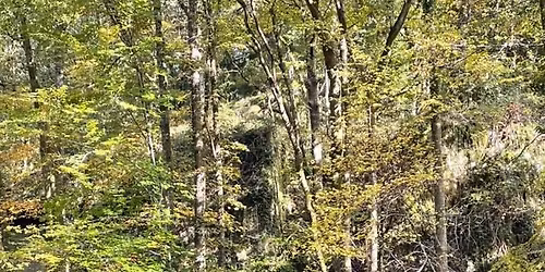 Sortie Canicross, puis Canimarche \u00e0 la For\u00eat de Sivens