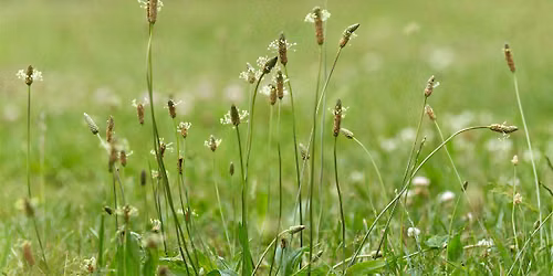 Knowing  the Weeds in Your Garden