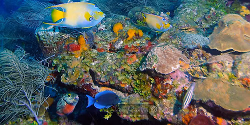 Colors of the Sea: Exploring the Biodiversity of Florida\u2019s Marine Life
